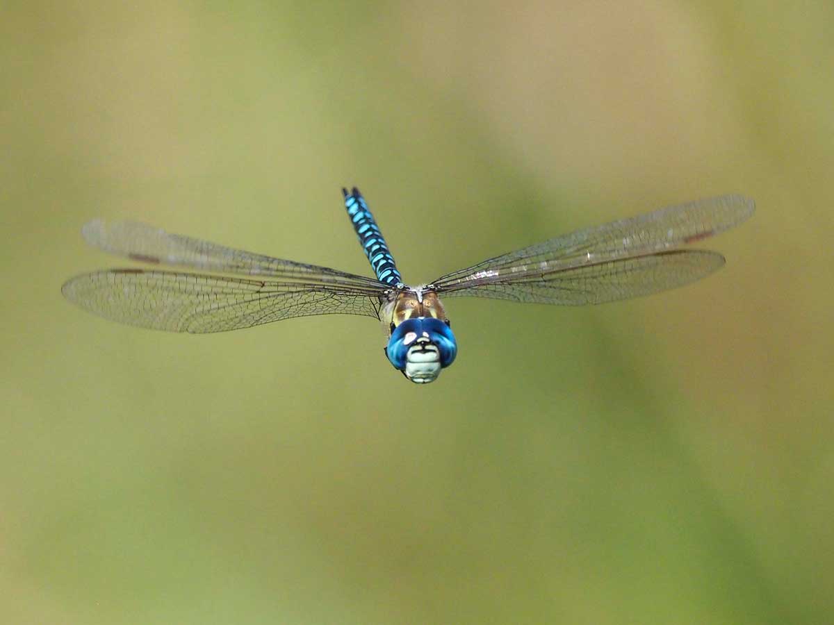 Aeshna_affinis